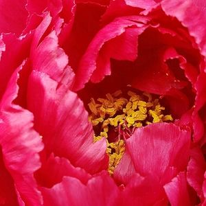 Meet your Posher, Shannon